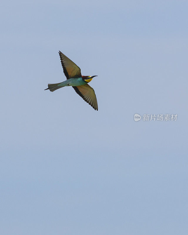 飞行中的欧洲蜂虎Merops apiaster